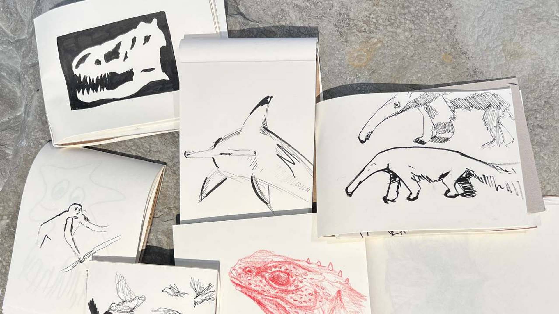 Skizzen prähistorischer Tiere und Schädel auf mehreren offenen Skizzenbüchern