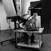 schwarz-weiss Bild von einem Fotostudio mit einem Fuchs