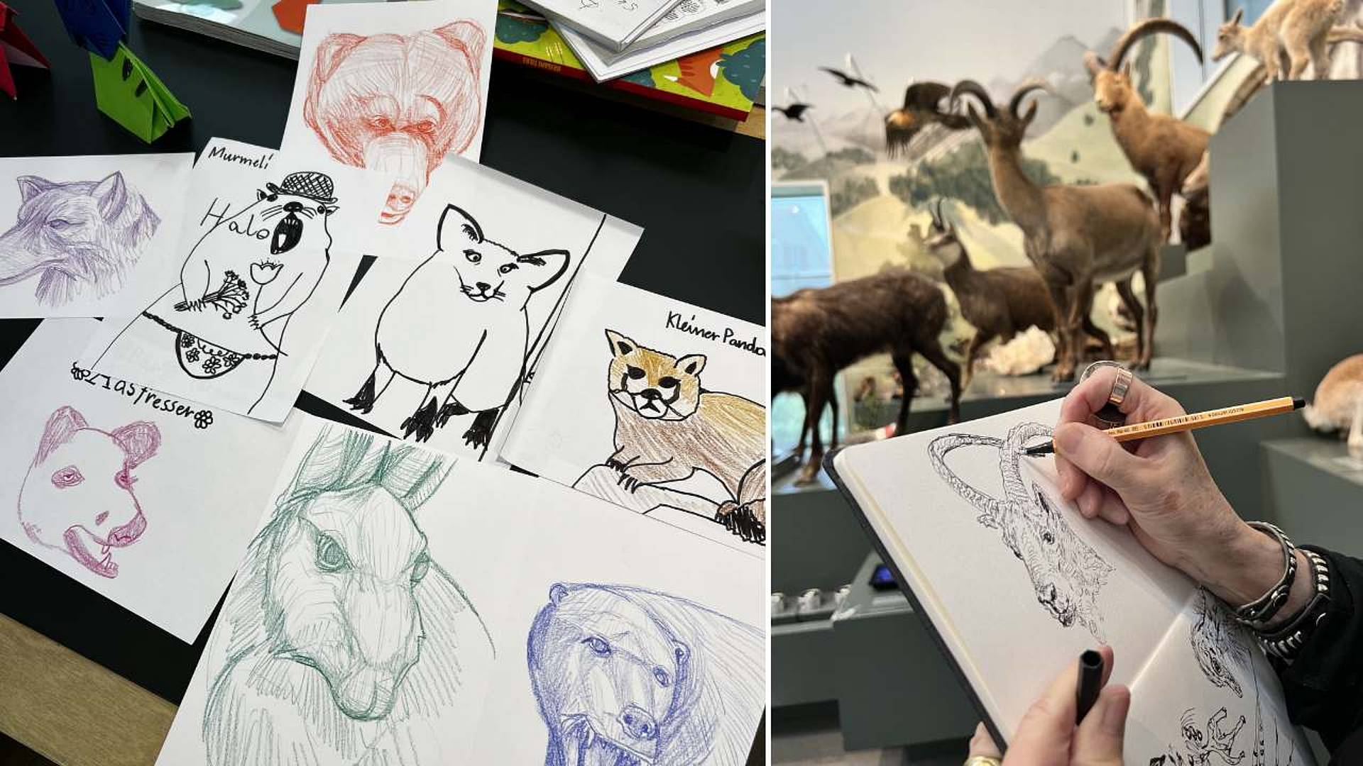 Mehrere handgezeichnete Tierporträts auf Papier, ausgebreitet auf einem Tisch. Person zeichnet ein Tier in ein Skizzenbuch vor ausgestellten Präparaten