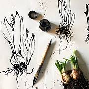 Skizze in schwarz-weiss von Pflanzen