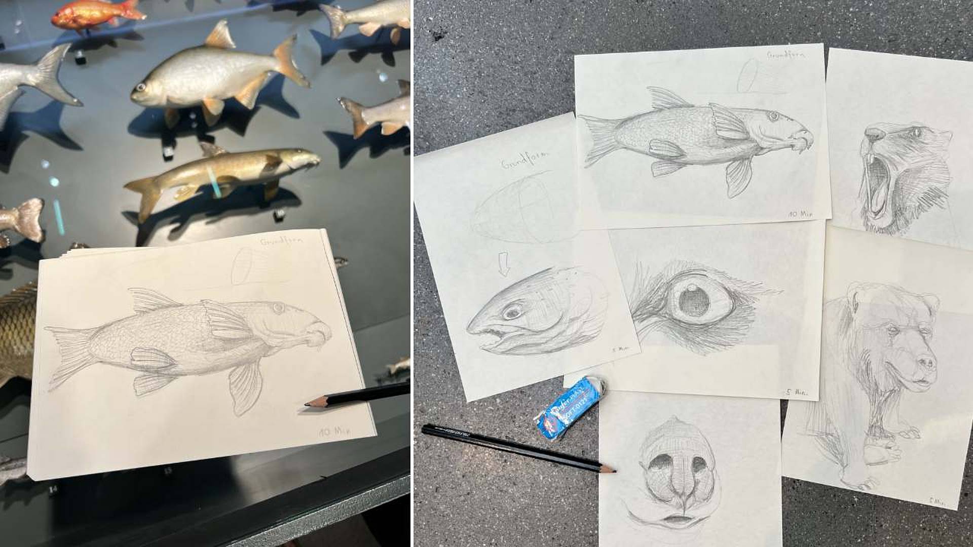 Bleistiftzeichnung eines Fisches neben mehreren montierten Fischpräparaten.